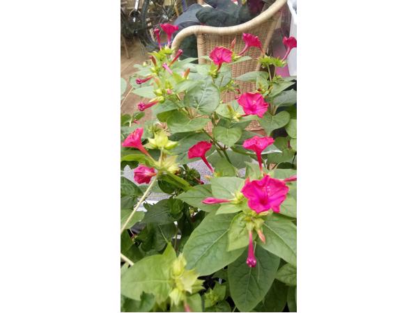 Mirabilis Jabala (Nachtschone) 6,50 per plant